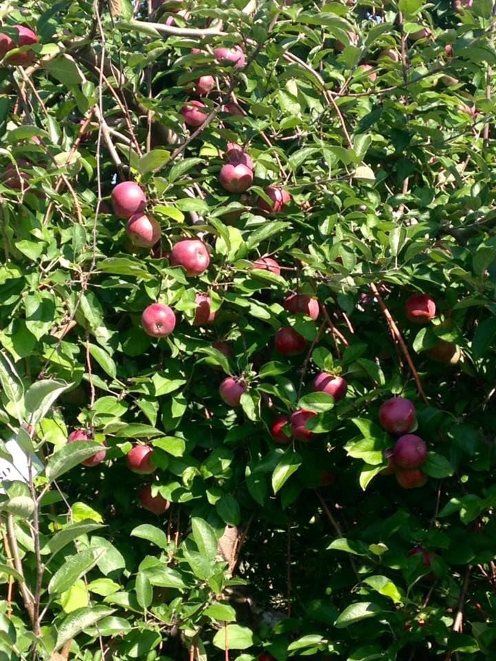 Apple Hill Orchards